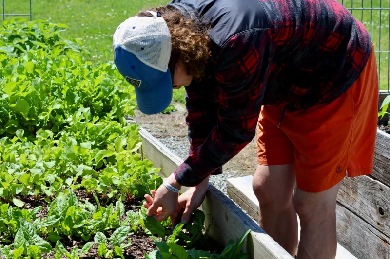 The Tomato That Changed Everything: Inside the Quiet Rise of Resilience Cooking